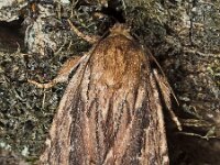 Amphipyra cinnamomea