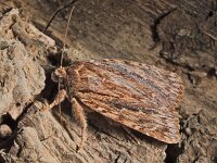 Amphipyra cinnamomea 2, Saxifraga-Zoran-Bozovic