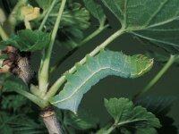 Amphipyra pyramidea, Copper Underwing