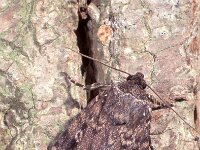 Amphipyra pyramidea 6, Piramidevlinder, Saxifraga-Frits Bink