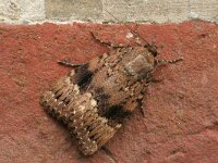 Amphipyra pyramidea 7, Piramidevlinder, Saxifraga-Jaap Schelvis