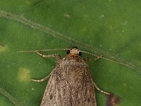 Amphipyra tragopoginis, Mouse Moth