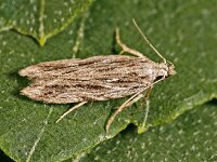 Anarsia lineatella