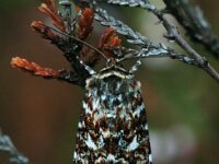 Rood-bont heideuiltje - anarta myrtilli  Rood-bont heideuiltje - anarta myrtilli [#Beginning of Shooting Data Section] Nikon D100  Focal Length: 250mm White Balance: Auto Color Mode: Mode III (sRGB) 2006/08/10 17:17:06.9 Exposure Mode: Aperture Priority AF Mode: Manual Hue Adjustment: 0° JPEG (8-bit) Fine Metering Mode: Spot Tone Comp: More Contrast Sharpening: Normal Image Size:  Large (3008 x 2000) 1/80 sec - f/8 Flash Sync Mode: Not Attached Noise Reduction: OFF Exposure Comp.: 0 EV Image Comment:                                      [#End of Shooting Data Section]