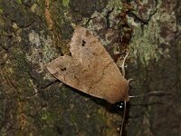 Anorthoa munda 3, Dubbelstipvoorjaarsuil, Saxifraga-Joep Steur