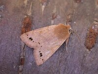 Anorthoa munda 5, Dubbelstipvoorjaarsuil, Saxifraga-Peter Meininger