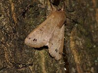 Anorthoa munda 8, Dubbelstipvoorjaarsuil, Saxifraga-Joep Steur