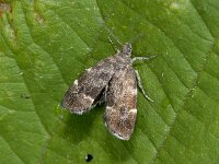 Anthophila fabriciana, Nettle Tap