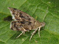 Anthophila fabriciana 2, Brandnetelmot, Saxifraga-Ab H Baas