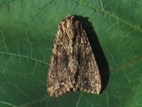Apamea monoglypha, Dark Arches