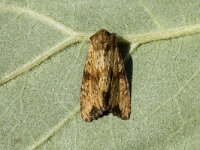 Apamea sublustris, Reddish Light Arches