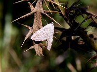 Aplocera efformata 2, Sint-janskruidblokspanner, Saxifraga-Peter Meininger