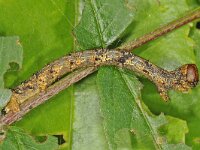 Apocheima hispidaria 3, Voorjaarsspanner, Saxifraga-Ab H Baas