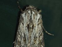 Aporophyla australis 2, Geveerde witvleugeluil, Saxifraga-Foto Fitis-Adriaan Dijksen