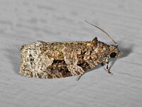 Apotomis semifasciana