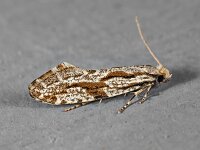 Archinemapogon yildizae