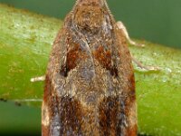 Archips xylosteana 03 D3549  Archips xylosteana  Hardenberg op 28 juni 2013 : Naar Naturalis in 2013