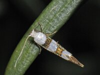 Argyresthia brockeella 2, Sierlijke pedaalmot, Saxifraga-Ab H Baas