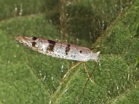 Argyresthia curvella