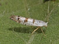 Argyresthia curvella 2, Appelpedaalmot, Saxifraga-Ab H Baas