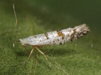 Argyresthia curvella 4, Appelpedaalmot, Saxifraga-Ab H Baas