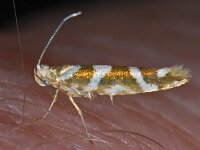 Argyresthia goedartella