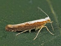 Argyresthia semifusca