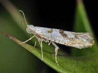 Argyresthia sorbiella