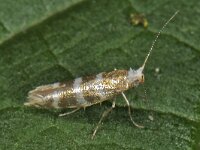 Argyresthia trifasciata
