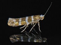 Argyresthia trifasciata #47713  In eigen tuin voorkomend doch moeilijk te fotograferen, deze zat op een ruit. : Argyresthia trifasciata, cipresmineermot