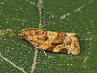 Argyrotaenia ljungiana