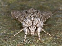 Asteroscopus sphinx, Sprawler