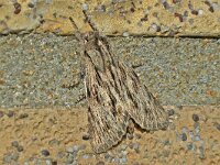 Asteroscopus sphinx 03 #C0081 : Asteroscopus sphinx, The Sprawler, Kromzitter