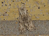 Asteroscopus sphinx 4, Kromzitter, Saxifraga-Ab H Baas