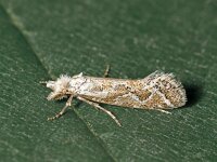 Ateliotum hungaricellum