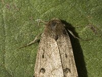 Athetis pallustris, Marsh Moth