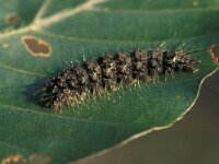 Atolmis rubricollis 2, Zwart beertje, Vlinderstichting-Nely Honig