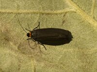 Atolmis rubricollis 3, Zwart beertje, Saxifraga-Marijke Verhagen