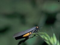 Atolmis rubricollis 5, Zwart beertje, Saxifraga-Frits Bink