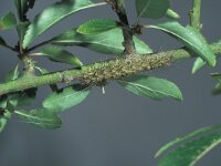 Atolmis rubricollis 1, Zwart beertje, Saxifraga-Frits Bink