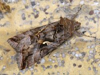 Autographa gamma 7, Gamma-uil, Saxifraga-Ab H Baas