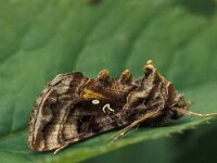 Autographa pulchrina, Beautiful Golden Y