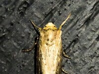 Axylia putris 5, Houtspaander, Saxifraga-Bart Vastenhouw