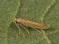 Bedellia somnulentella