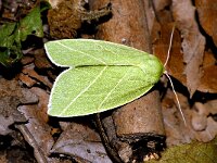 Bena bicolorana 3, Grote groenuil, Saxifraga-Peter Gergely