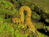 Biston betularia, Pepper-and-Salt Moth
