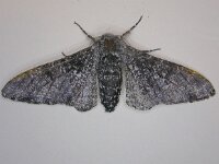 Biston betularia 6, Peper-en-zoutvlinder, Saxifraga-Peter Meininger