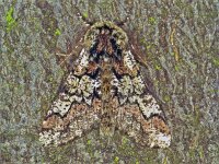 Biston strataria, Oak Beauty