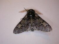 Biston strataria 7, Vroege spanner, Saxifraga-Peter Meininger