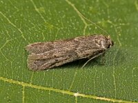 Blastobasis phycidella